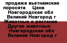 продажа вьетнамские поросята  › Цена ­ 2 500 - Новгородская обл., Великий Новгород г. Животные и растения » Другие животные   . Новгородская обл.,Великий Новгород г.